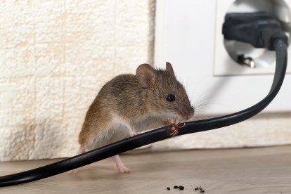 Pest Control in Hounslow, Lampton, TW3. Call Now! 020 8166 9746