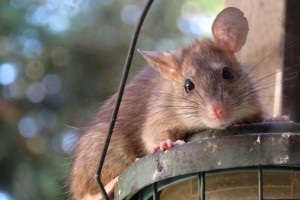 Rat extermination, Pest Control in Hounslow, Lampton, TW3. Call Now 020 8166 9746