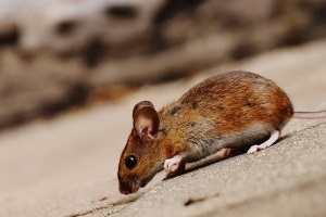 Mice Exterminator, Pest Control in Hounslow, Lampton, TW3. Call Now 020 8166 9746