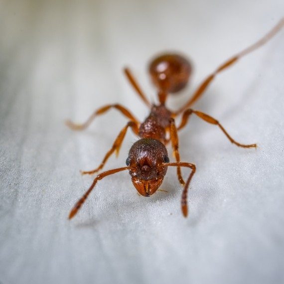 Field Ants, Pest Control in Hounslow, Lampton, TW3. Call Now! 020 8166 9746