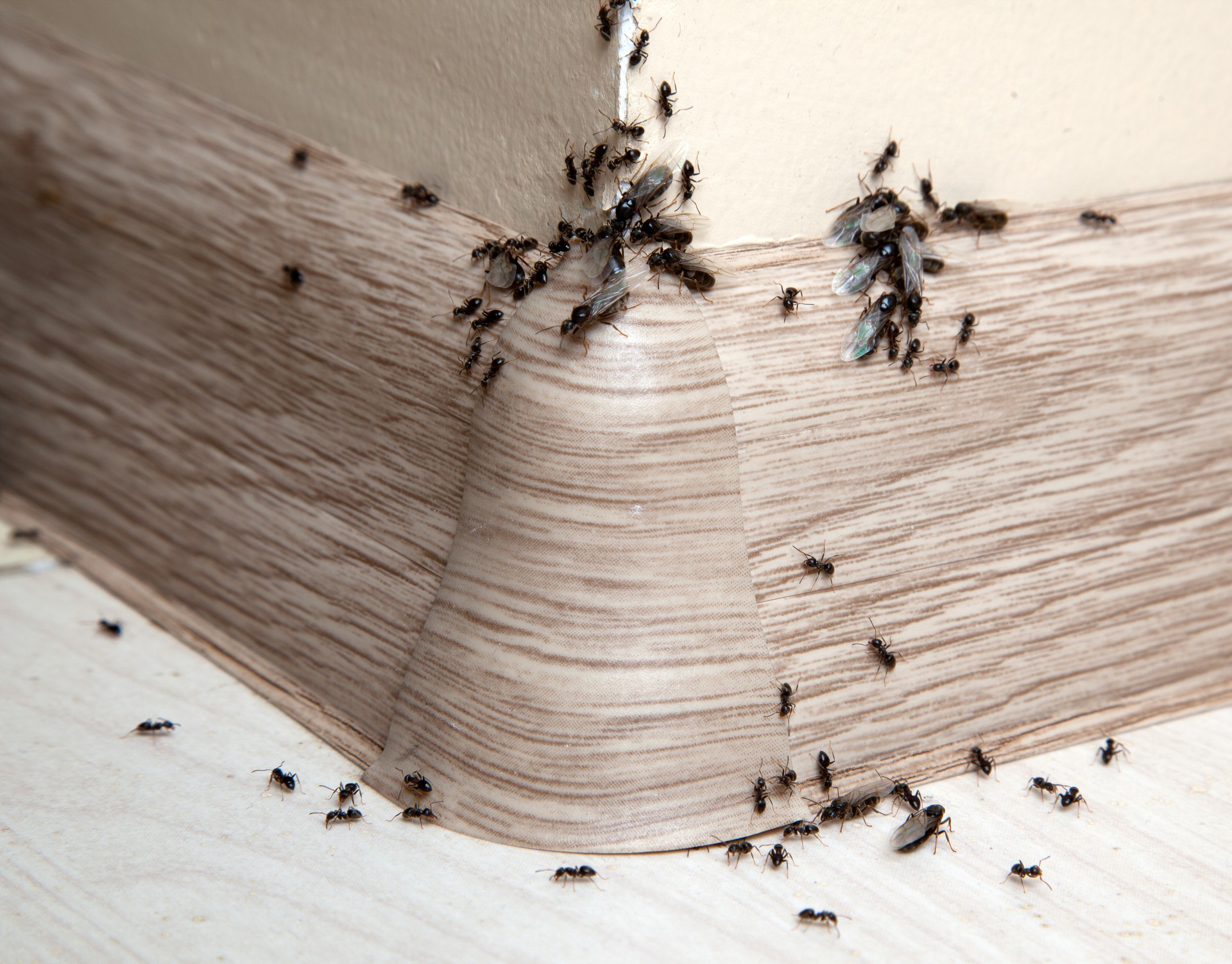 Ant Infestation, Pest Control in Hounslow, Lampton, TW3. Call Now 020 8166 9746