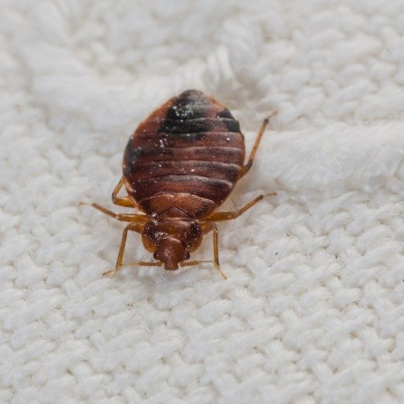 Bed Bugs, Pest Control in Hounslow, Lampton, TW3. Call Now! 020 8166 9746