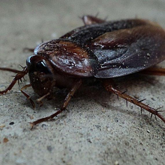 Cockroaches, Pest Control in Hounslow, Lampton, TW3. Call Now! 020 8166 9746