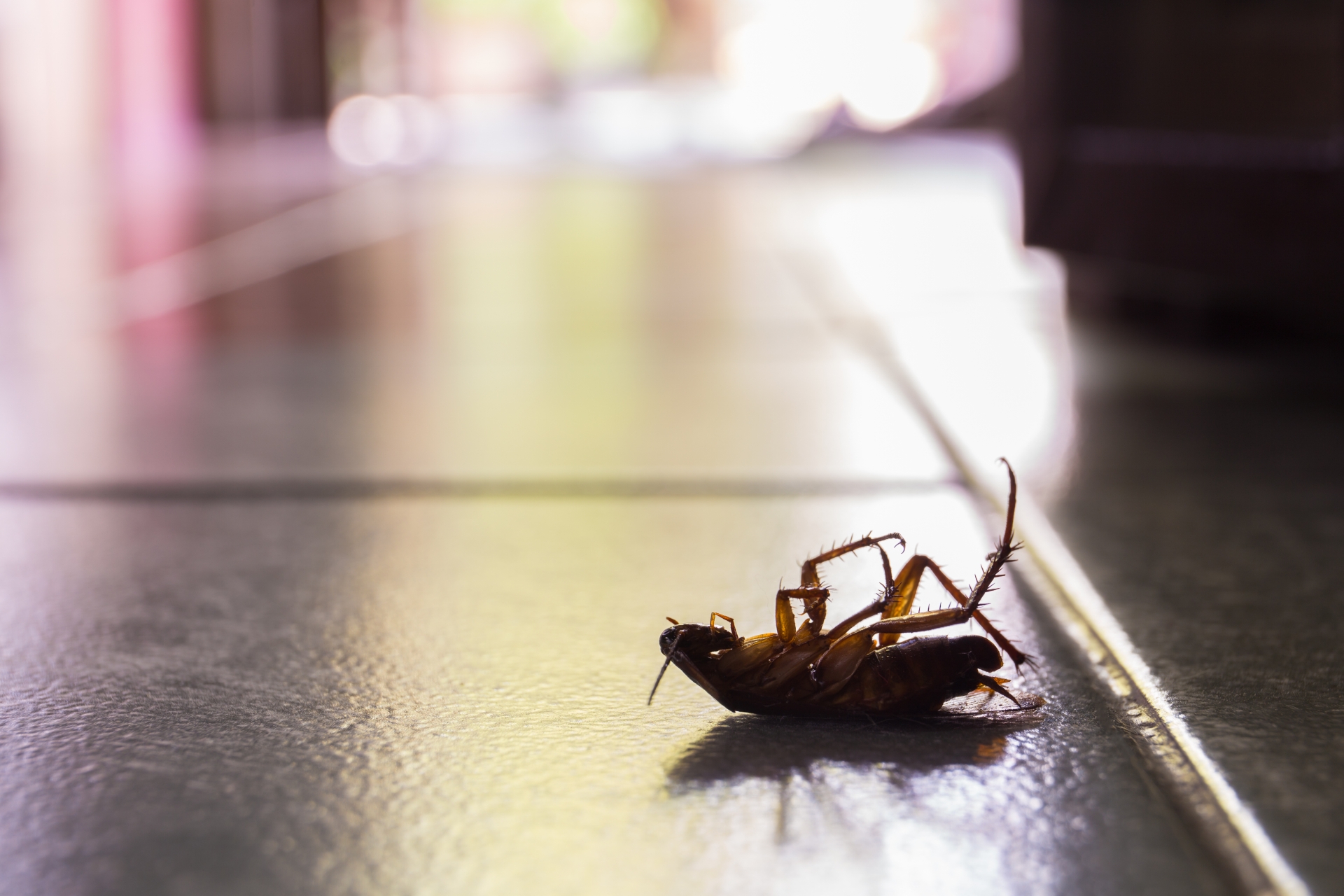 Cockroach Control, Pest Control in Hounslow, Lampton, TW3. Call Now 020 8166 9746