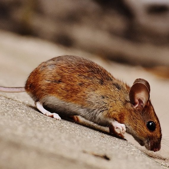 Mice, Pest Control in Hounslow, Lampton, TW3. Call Now! 020 8166 9746