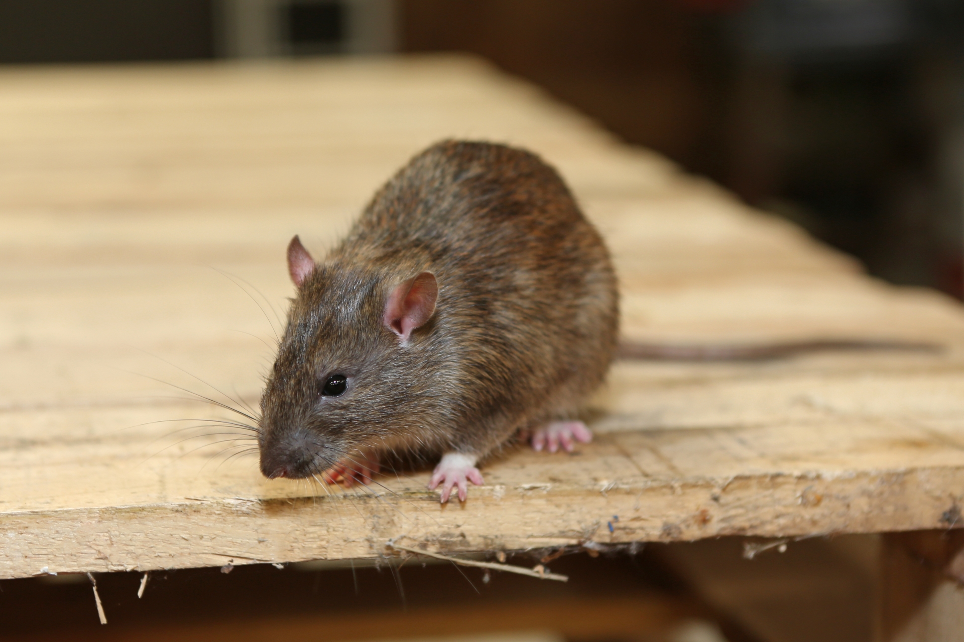 Rat Infestation, Pest Control in Hounslow, Lampton, TW3. Call Now 020 8166 9746