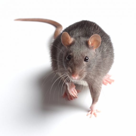 Rats, Pest Control in Hounslow, Lampton, TW3. Call Now! 020 8166 9746