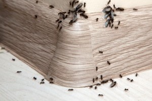 Ant Control, Pest Control in Hounslow, Lampton, TW3. Call Now 020 8166 9746