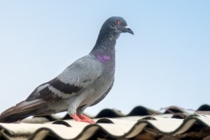 Pigeon Control, Pest Control in Hounslow, Lampton, TW3. Call Now 020 8166 9746