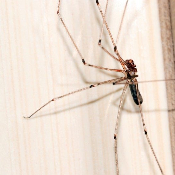Spiders, Pest Control in Hounslow, Lampton, TW3. Call Now! 020 8166 9746
