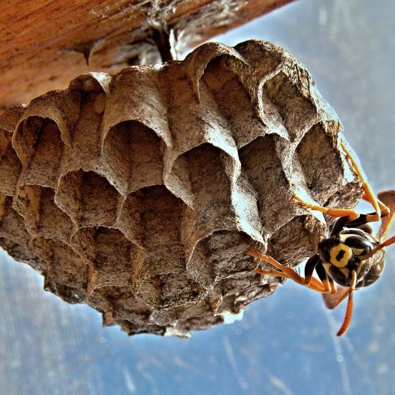 Wasps Nest, Pest Control in Hounslow, Lampton, TW3. Call Now! 020 8166 9746
